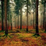 wiedza o ekologii jako klucz do zrównoważonego rozwoju naszej planety