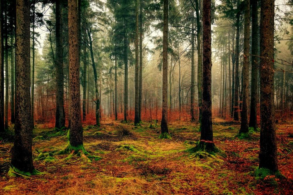 wiedza o ekologii jako klucz do zrównoważonego rozwoju naszej planety