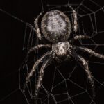 Co odstrasza pająki? Skuteczne naturalne metody w walce z intruzami w domu